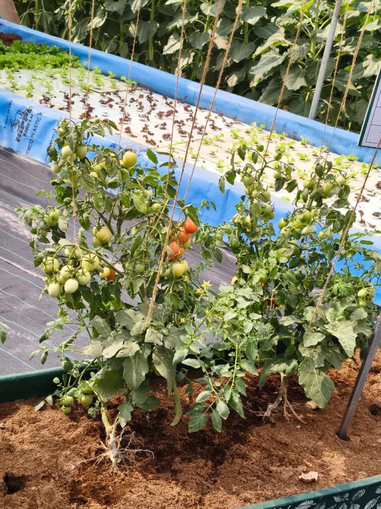 शेतीच्या नव्या युगाची नांदी ठरणारे बारामती कृषी प्रदर्शन शिंदी येथील युवा शेतकऱ्यांनी घेतला आधुनिक तंत्रज्ञानाचा प्रत्यक्ष अनुभव